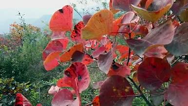 太行山秋天的红叶视频的预览图